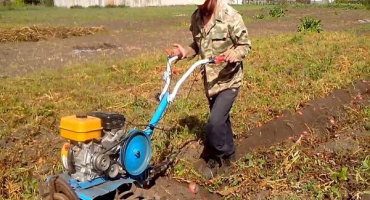 Jak kopat a sklízet brambory pomocí pojízdného traktoru